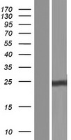 CLCF1 Protein - Western validation with an anti-DDK antibody * L: Control HEK293 lysate R: Over-expression lysate