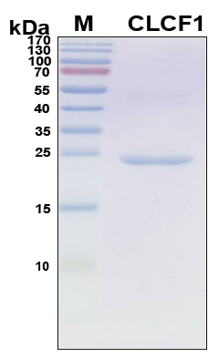CLCF1 Protein - SDS-PAGE under reducing conditions and visualized by Coomassie blue staining