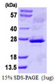 CLCF1 Protein