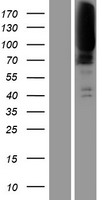 CLCN1 / CLC-1 Protein - Western validation with an anti-DDK antibody * L: Control HEK293 lysate R: Over-expression lysate