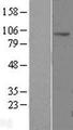 CLCN2 Protein - Western validation with an anti-DDK antibody * L: Control HEK293 lysate R: Over-expression lysate