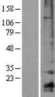 CLDN10 / Claudin 10 Protein - Western validation with an anti-DDK antibody * L: Control HEK293 lysate R: Over-expression lysate