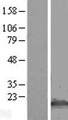 CLDN11 / Claudin 11 Protein - Western validation with an anti-DDK antibody * L: Control HEK293 lysate R: Over-expression lysate