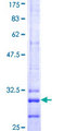 CLDN11 / Claudin 11 Protein - 12.5% SDS-PAGE Stained with Coomassie Blue.