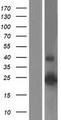 CLDN14 / Claudin 14 Protein - Western validation with an anti-DDK antibody * L: Control HEK293 lysate R: Over-expression lysate
