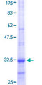 CLDN14 / Claudin 14 Protein - 12.5% SDS-PAGE Stained with Coomassie Blue.