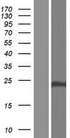 CLDN19 / Claudin 19 Protein - Western validation with an anti-DDK antibody * L: Control HEK293 lysate R: Over-expression lysate