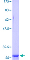 CLDN2 / Claudin 2 Protein - 12.5% SDS-PAGE Stained with Coomassie Blue.