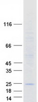 CLDN2 / Claudin 2 Protein - Purified recombinant protein CLDN2 was analyzed by SDS-PAGE gel and Coomassie Blue Staining
