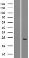 CLDN22 / Claudin 22 Protein - Western validation with an anti-DDK antibody * L: Control HEK293 lysate R: Over-expression lysate