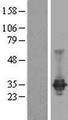 CLDN23 / Claudin 23 Protein - Western validation with an anti-DDK antibody * L: Control HEK293 lysate R: Over-expression lysate