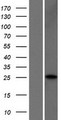 CLDN25 / Caludin 25 Protein - Western validation with an anti-DDK antibody * L: Control HEK293 lysate R: Over-expression lysate
