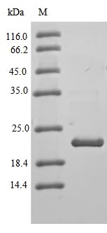 CLDN3 / Claudin 3 Protein - (Tris-Glycine gel) Discontinuous SDS-PAGE (reduced) with 5% enrichment gel and 15% separation gel.
