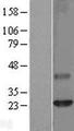 CLDN6 / Claudin 6 Protein - Western validation with an anti-DDK antibody * L: Control HEK293 lysate R: Over-expression lysate