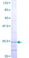 CLDN8 / Claudin 8 Protein - 12.5% SDS-PAGE Stained with Coomassie Blue.