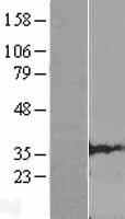 CLDND1 Protein - Western validation with an anti-DDK antibody * L: Control HEK293 lysate R: Over-expression lysate
