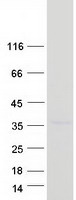 CLDND1 Protein - Purified recombinant protein CLDND1 was analyzed by SDS-PAGE gel and Coomassie Blue Staining