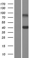 CLEC10A / CD301 Protein - Western validation with an anti-DDK antibody * L: Control HEK293 lysate R: Over-expression lysate
