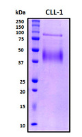 CLEC12A / CD371 Protein - SDS-PAGE under reducing conditions and visualized by Coomassie blue staining