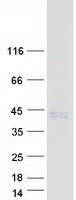 CLEC12B Protein - Purified recombinant protein CLEC12B was analyzed by SDS-PAGE gel and Coomassie Blue Staining