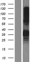 CLEC17A Protein - Western validation with an anti-DDK antibody * L: Control HEK293 lysate R: Over-expression lysate