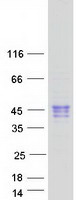 CLEC17A Protein - Purified recombinant protein CLEC17A was analyzed by SDS-PAGE gel and Coomassie Blue Staining