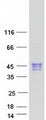 CLEC17A Protein - Purified recombinant protein CLEC17A was analyzed by SDS-PAGE gel and Coomassie Blue Staining