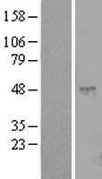 CLEC18C Protein - Western validation with an anti-DDK antibody * L: Control HEK293 lysate R: Over-expression lysate