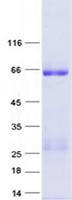 CLEC18C Protein