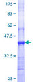 CLEC1A / CLEC-1 Protein - 12.5% SDS-PAGE Stained with Coomassie Blue.