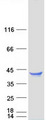 CLEC1A / CLEC-1 Protein - Purified recombinant protein CLEC1A was analyzed by SDS-PAGE gel and Coomassie Blue Staining