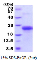 CLEC1B / CLEC-2 Protein
