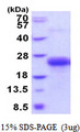 CLEC1B / CLEC-2 Protein