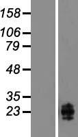 CLEC2B / AICL Protein - Western validation with an anti-DDK antibody * L: Control HEK293 lysate R: Over-expression lysate
