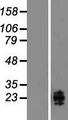 CLEC2B / AICL Protein - Western validation with an anti-DDK antibody * L: Control HEK293 lysate R: Over-expression lysate