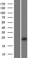CLEC2D / OCIL / LLT1 Protein - Western validation with an anti-DDK antibody * L: Control HEK293 lysate R: Over-expression lysate