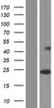 CLEC2D / OCIL / LLT1 Protein - Western validation with an anti-DDK antibody * L: Control HEK293 lysate R: Over-expression lysate