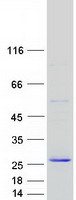 CLEC3B / Tetranectin Protein - Purified recombinant protein CLEC3B was analyzed by SDS-PAGE gel and Coomassie Blue Staining