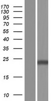CLEC4C / CD303 / BDCA-2 Protein - Western validation with an anti-DDK antibody * L: Control HEK293 lysate R: Over-expression lysate