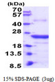 CLEC4E / MINCLE Protein