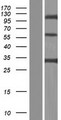 CLEC4G Protein - Western validation with an anti-DDK antibody * L: Control HEK293 lysate R: Over-expression lysate