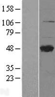 CLEC4M / L-SIGN / CD299 Protein - Western validation with an anti-DDK antibody * L: Control HEK293 lysate R: Over-expression lysate