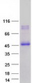 CLEC4M / L-SIGN / CD299 Protein - Purified recombinant protein CLEC4M was analyzed by SDS-PAGE gel and Coomassie Blue Staining