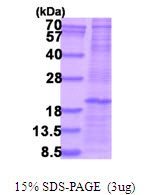 CLEC5A / MDL-1 Protein