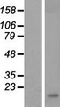 CLEC7A / Dectin 1 Protein - Western validation with an anti-DDK antibody * L: Control HEK293 lysate R: Over-expression lysate