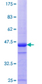 CLGN / Calmegin Protein - 12.5% SDS-PAGE Stained with Coomassie Blue.