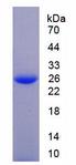 CLIC1 / NCC27 Protein - Recombinant Chloride Intracellular Channel Protein 1 By SDS-PAGE
