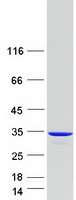 CLIC2 Protein - Purified recombinant protein CLIC2 was analyzed by SDS-PAGE gel and Coomassie Blue Staining