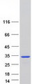 CLIC3 Protein - Purified recombinant protein CLIC3 was analyzed by SDS-PAGE gel and Coomassie Blue Staining