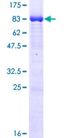 CLK1 / CLK Protein - 12.5% SDS-PAGE of human CLK1 stained with Coomassie Blue